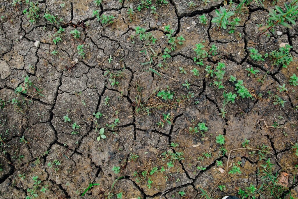 Credits: Kelly, pexels