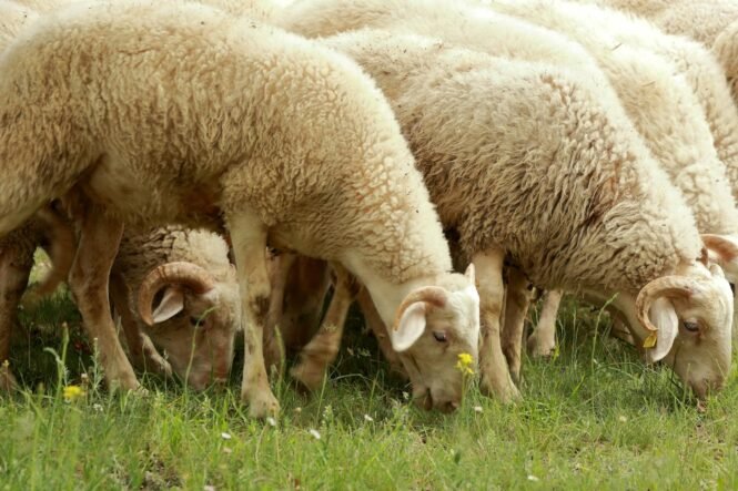 grazing sheep in meadow close up view | Pugnalom