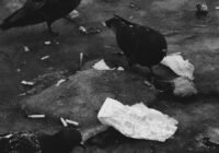 Credits: rescriptt rescriptt, pexels