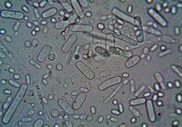 Credits: turek, pexels