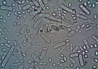 Credits: turek, pexels