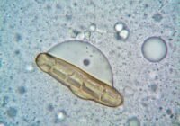 Credits: turek, pexels