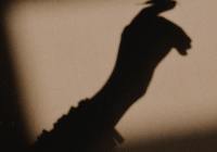 Credits: Zoafsha, pexels