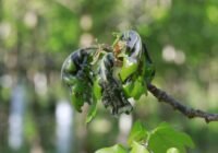 Eichenblätter mit Frostschäden. | Copyright: Thünen-Institut/Tanja Sanders
