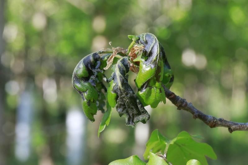 Eichenblätter mit Frostschäden. | Copyright: Thünen-Institut/Tanja Sanders