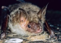 Credits: Dietmar Nill, fledermausschutz.de