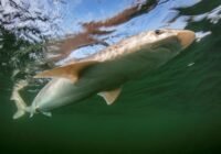 Die Gefährdung des Hundshais hat zugenommen, er ist aktuell vom Aussterben bedroht. | Quelle: Christian Howe | Copyright: Christian Howe