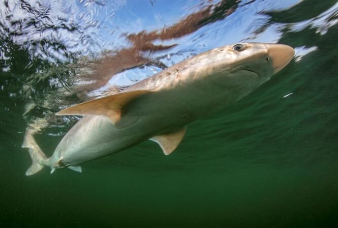 Die Gefährdung des Hundshais hat zugenommen, er ist aktuell vom Aussterben bedroht. | Quelle: Christian Howe | Copyright: Christian Howe