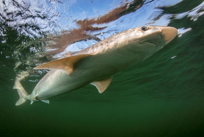 Die Gefährdung des Hundshais hat zugenommen, er ist aktuell vom Aussterben bedroht. | Quelle: Christian Howe | Copyright: Christian Howe 