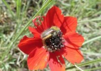 Ein Käfer der Art Pygopleurus chrysonothus auf einer Blüte der Pfauenanemone (Anemone pavonina) in Griechenland. Der Käfer kann, was andere Insekten nicht können: die Farbe Rot sehen. | Quelle: Johannes Spaethe | Copyright: Universität Würzburg