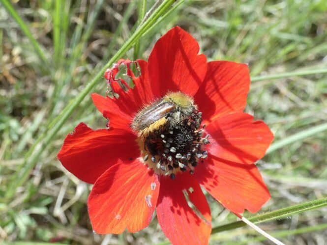 Käfer-rot | Pugnalom Ein Käfer der Art Pygopleurus chrysonothus auf einer Blüte der Pfauenanemone (Anemone pavonina) in Griechenland. Der Käfer kann, was andere Insekten nicht können: die Farbe Rot sehen. | Quelle: Johannes Spaethe | Copyright: Universität Würzburg
