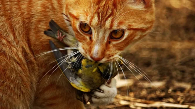 Credits: federhilfe.de