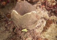 Eine große Sternkoralle (Montastraea cavernosa), die mit der Stony Coral Tissue Loss Disease (SCTLD) infiziert ist, liegt im Korallenriff von Fort Lauderdale, FL. Die Läsion, an der das weiße Gewebeband auftritt, wandert typischerweise über die Koralle und tötet dabei Korallengewebe ab. Im Jahr 2023 veröffentlichten Smithsonian-Wissenschaftler und ihre Mitarbeiter eine Studie über das Probiotikum Pseudoalteromonas sp. McH1-7 aus M. cavernosa, das mehrere verschiedene antibakterielle Verbindungen produziert. Dieser umfassende antibakterielle Werkzeugkasten machte McH1-7 zu einem idealen Kandidaten für die Bekämpfung eines vielseitigen Krankheitserregers wie SCTLD. Das Forscherteam testete McH1-7 zunächst im Labor an lebenden Stücken von M. cavernosa. Sie stellten fest, dass das Probiotikum die Ausbreitung von SCTLD zuverlässig verhinderte. Das Team wollte McH1-7 jedoch auch an Korallen in freier Wildbahn testen. Diese große Sternkorallenkolonie wurde markiert, mit dem probiotischen Stamm McH1-7 behandelt und 2,5 Jahre lang auf das Fortschreiten des Gewebeverlusts überwacht. Dies ist Teil einer neu veröffentlichten Studie, die zeigt, dass das bakterielle Probiotikum dazu beiträgt, die Ausbreitung von SCTLD bei bereits infizierten Wildkorallen in Florida zu verlangsamen. Die Ergebnisse, die heute in der Fachzeitschrift Frontiers in Marine Science veröffentlicht wurden, zeigen, dass die Anwendung der probiotischen Behandlung auf ganze Korallenkolonien dazu beitrug, den Gewebeverlust zu verhindern. Kredit Kelly Pitts, Smithsonian.