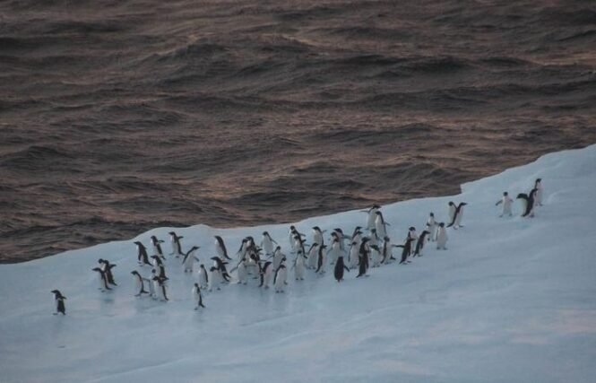 Low-Res_Figure1_DBahlburg | Pugnalom