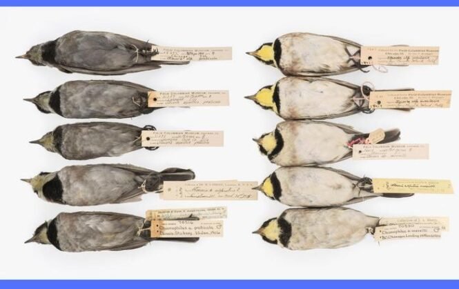 Low-Res_Historic-birds-credit-Carl-Fuldner-Shane-Dubay-main-UTA | Pugnalom