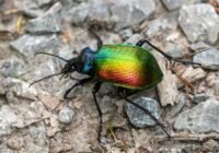 Großer Puppenräuber, Größe: 17 – 28 mm | Quelle: B. Flicker | Copyright: B. Flicker