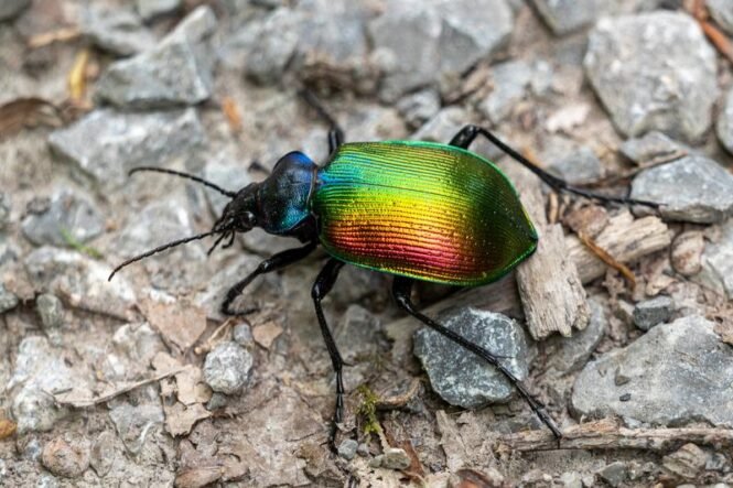 Großer Puppenräuber, Größe: 17 – 28 mm | Quelle: B. Flicker | Copyright: B. Flicker