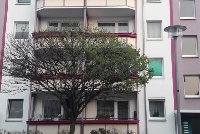 Diese Robinie in Berlin-Friedrichshagen verliert im Herbst nur auf einer Seite ihre Blätter. Dies liegt an der Beleuchtung durch eine Straßenlaterne, denn Licht ist ein wichtiger Zeitgeber für den jahreszeitlichen Rhythmus von Pflanzen. | Quelle: Franz Hölker | Copyright: Franz Hölker