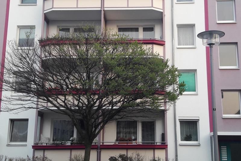 Diese Robinie in Berlin-Friedrichshagen verliert im Herbst nur auf einer Seite ihre Blätter. Dies liegt an der Beleuchtung durch eine Straßenlaterne, denn Licht ist ein wichtiger Zeitgeber für den jahreszeitlichen Rhythmus von Pflanzen. | Quelle: Franz Hölker | Copyright: Franz Hölker