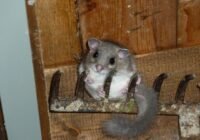 Credits: austromat, pixabay