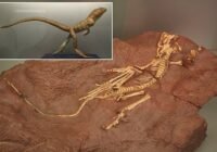 Eudibamus. Credits: Geopark Thüringen, Bromacker