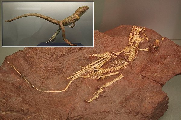 eudibamus | Pugnalom Eudibamus. Credits: Geopark Thüringen, Bromacker