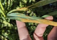 Gelbrost ist eine Pilzerkrankung und eine erhebliche Bedrohung für den weltweiten Weizenanbau. Typisch für einen Befall sind gelbe Streifen auf den Blättern der Weizenpflanze. | Quelle: Katharina Jung | Copyright: Universität Zürich