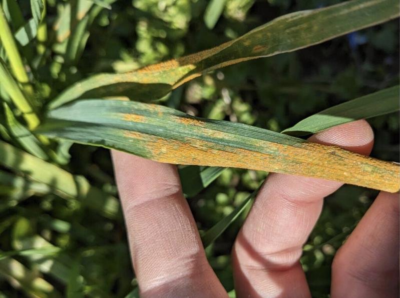 Gelbrost ist eine Pilzerkrankung und eine erhebliche Bedrohung für den weltweiten Weizenanbau. Typisch für einen Befall sind gelbe Streifen auf den Blättern der Weizenpflanze. | Quelle: Katharina Jung | Copyright: Universität Zürich
