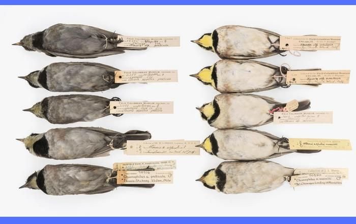 low-res_historic-birds-credit-carl-fuldner-shane-dubay-main-uta1151946449058327936 | Pugnalom