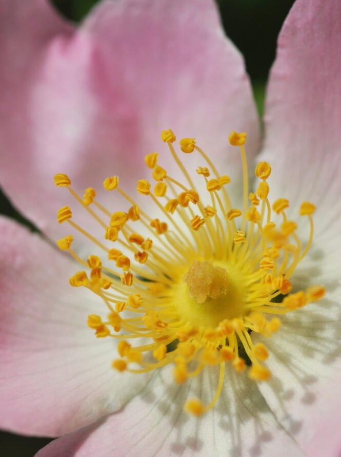 Credits: André Marques