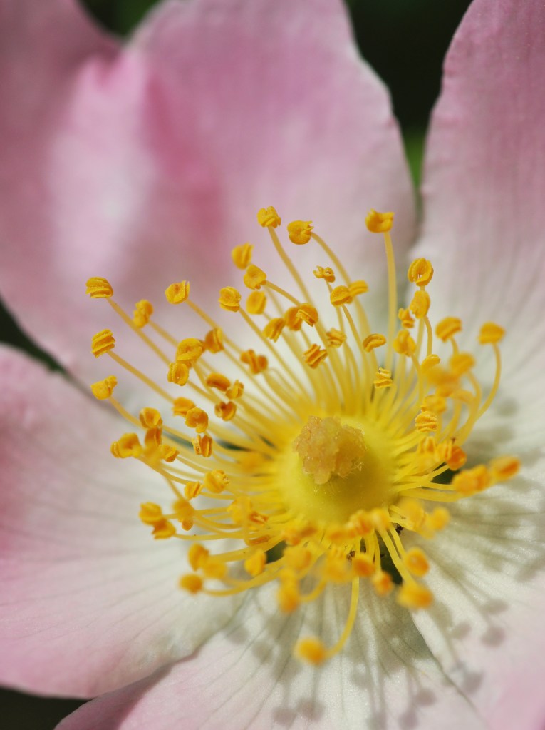 Credits: André Marques