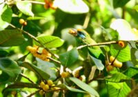 Credits: Gabriel Weijie Low