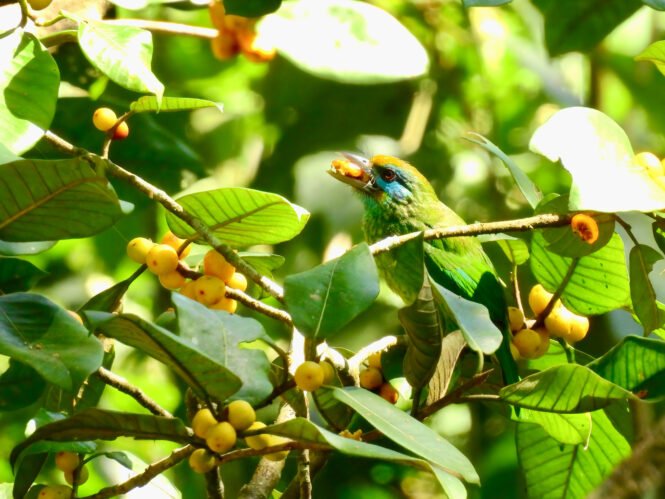 Credits: Gabriel Weijie Low