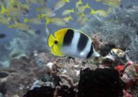 Credits: Sonia Bejarano, Leibniz-Zentrum für Marine Tropenforschung (ZMT)