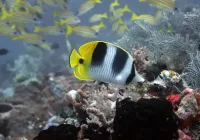 Credits: Sonia Bejarano, Leibniz-Zentrum für Marine Tropenforschung (ZMT)