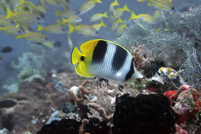 Credits: Sonia Bejarano, Leibniz-Zentrum für Marine Tropenforschung (ZMT)