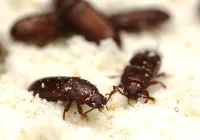 Credits: Tobias Prüser, AG Kurtz