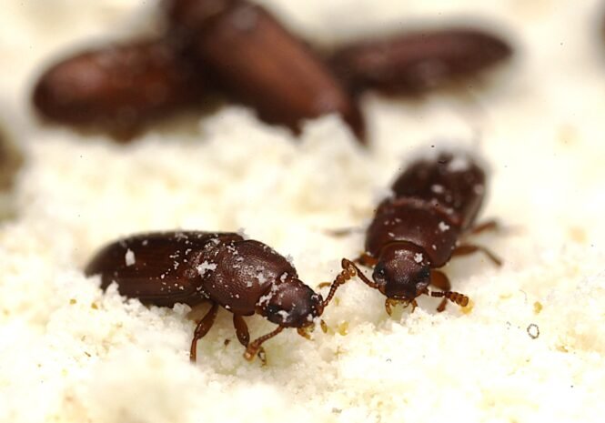 Credits: Tobias Prüser, AG Kurtz