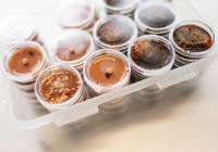 Credits: Anna Schroll, Max-Planck-Institut für chemische Ökologie