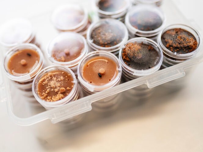 newsimage408769 | Pugnalom Credits: Anna Schroll, Max-Planck-Institut für chemische Ökologie