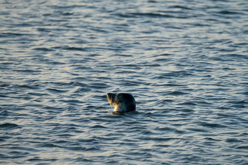 pexels-jonas-robrecht-766525622-19453452 1 | Pugnalom Credits: Jonas Robrecht, pexels