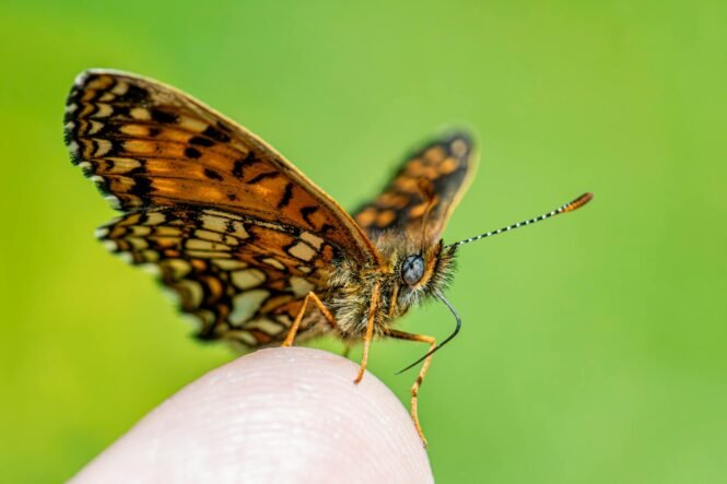 close up of a false heath fritillary butterfly | Pugnalom