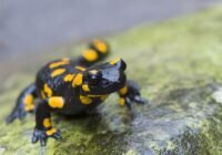 Die bei uns heimischen Feuersalamander sind eine der vielen Arten, die auf ausreichend Feuchtigkeit angewiesen sind. | Quelle: Daniel Rosengren | Copyright: Zoologische Gesellschaft Frankfurt