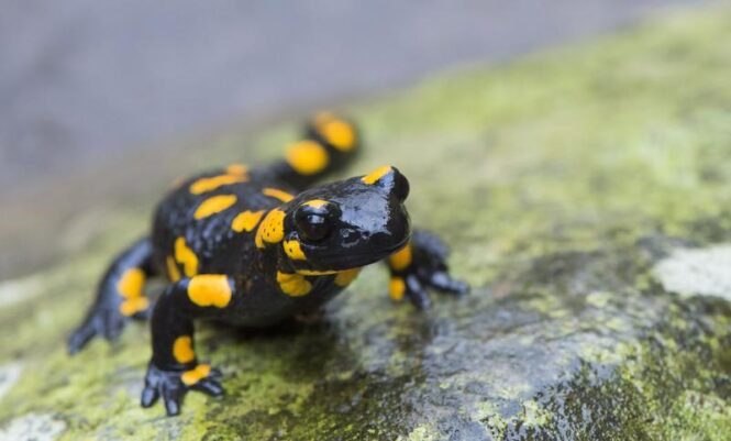 Die bei uns heimischen Feuersalamander sind eine der vielen Arten, die auf ausreichend Feuchtigkeit angewiesen sind. | Quelle: Daniel Rosengren | Copyright: Zoologische Gesellschaft Frankfurt