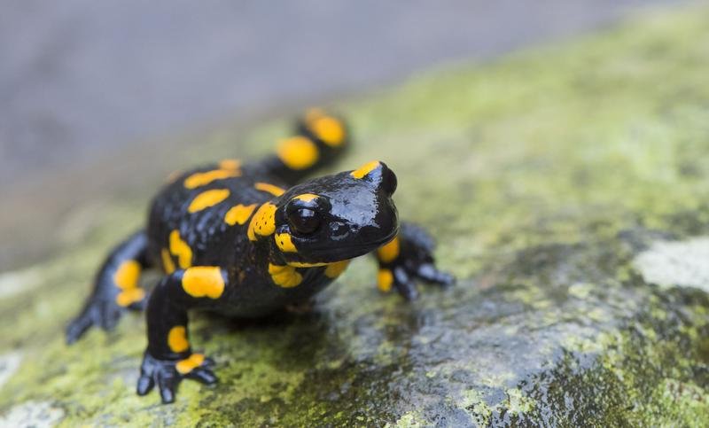 Die bei uns heimischen Feuersalamander sind eine der vielen Arten, die auf ausreichend Feuchtigkeit angewiesen sind. | Quelle: Daniel Rosengren | Copyright: Zoologische Gesellschaft Frankfurt