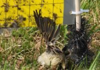 Junger Wiesenpieper an einer Klebefalle im EU-Vogelschutzgebiet im Ochsenmoor in Niedersachsen. Credits: Wildtierschutz Deutschland e.V.