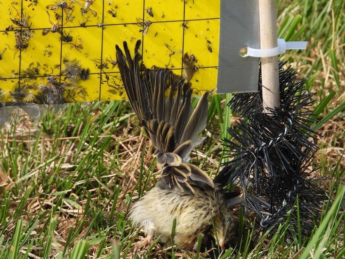 Todesfalle für Vögel Insekten-Klebetafeln im EU-Vogelschutzgebiet Ochsenmoor in Niedersachsen | Pugnalom Junger Wiesenpieper an einer Klebefalle im EU-Vogelschutzgebiet im Ochsenmoor in Niedersachsen. Credits: Wildtierschutz Deutschland e.V.