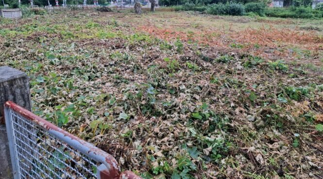 20250722_154905 | Pugnalom Credits: Pugnalom