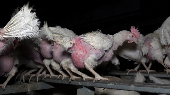 Verletzte und stark gerupfte Hennen in einem als "Freilandbetrieb" deklarierten Geflügelhof in Reutlingen. Das Bildmaterial, das der Tierrechtsorganisation ANINOVA vorliegt, dokumentiert kranke, abgemagerte und tote Tiere sowie illegale Stromvorrichtungen, die offenbar verhindern sollten, dass die Hennen den Stall verlassen. Der Betrieb beliefert nach eigenen Angaben unter anderem EDEKA und Rewe. Nach einer Anzeige durch ANINOVA stellte das Veterinäramt Mängel fest und verhängte behördliche Auflagen.  Credits: ANINOVA