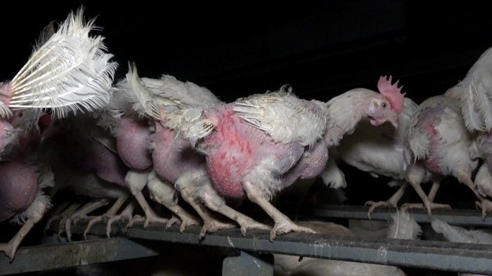 Verletzte und stark gerupfte Hennen in einem als "Freilandbetrieb" deklarierten Geflügelhof in Reutlingen. Das Bildmaterial, das der Tierrechtsorganisation ANINOVA vorliegt, dokumentiert kranke, abgemagerte und tote Tiere sowie illegale Stromvorrichtungen, die offenbar verhindern sollten, dass die Hennen den Stall verlassen. Der Betrieb beliefert nach eigenen Angaben unter anderem EDEKA und Rewe. Nach einer Anzeige durch ANINOVA stellte das Veterinäramt Mängel fest und verhängte behördliche Auflagen.  Credits: ANINOVA